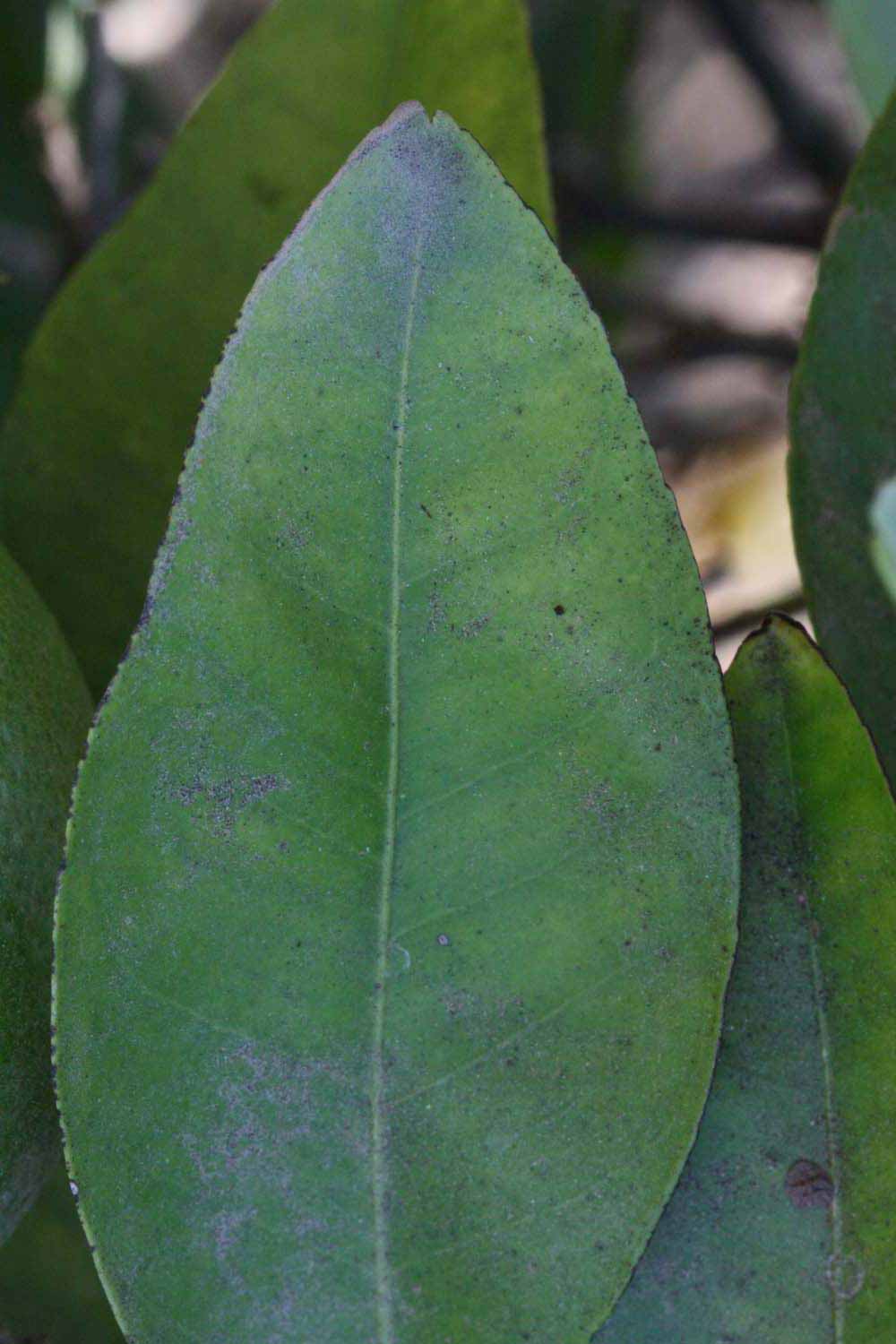              Margin (Riverside, CA)       